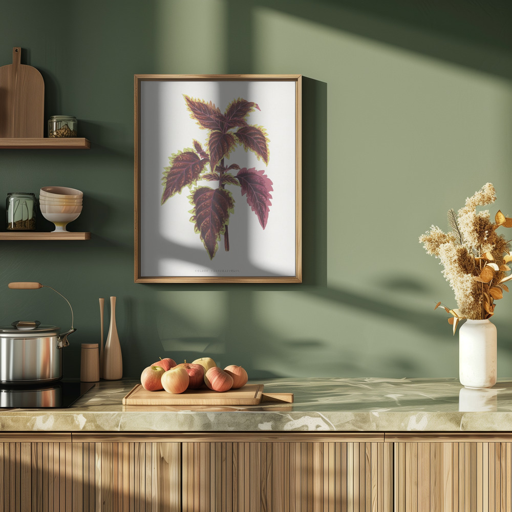 Affiche - Pink Coleus Leaf Illustration dans la cuisine