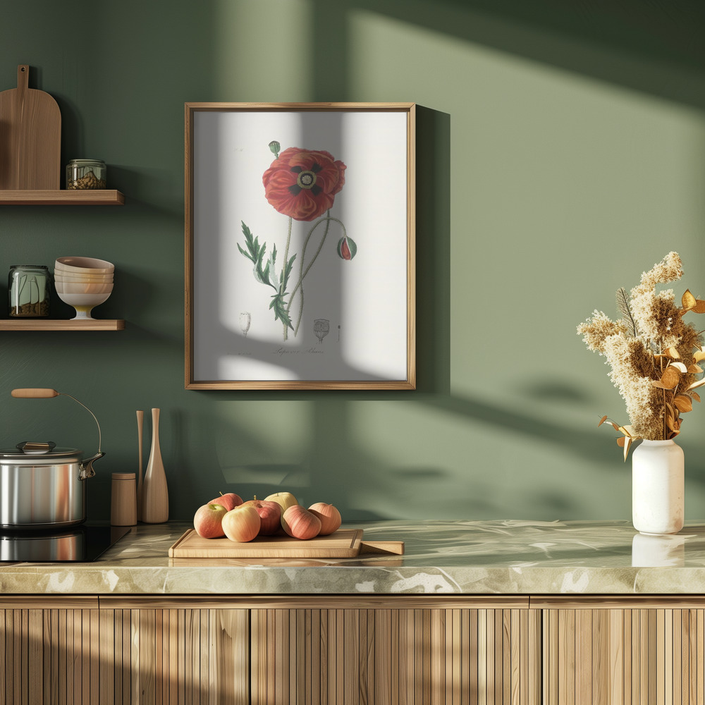 Poster - Common Poppy (papaver Rhoeas) Medical Botany in der Küche