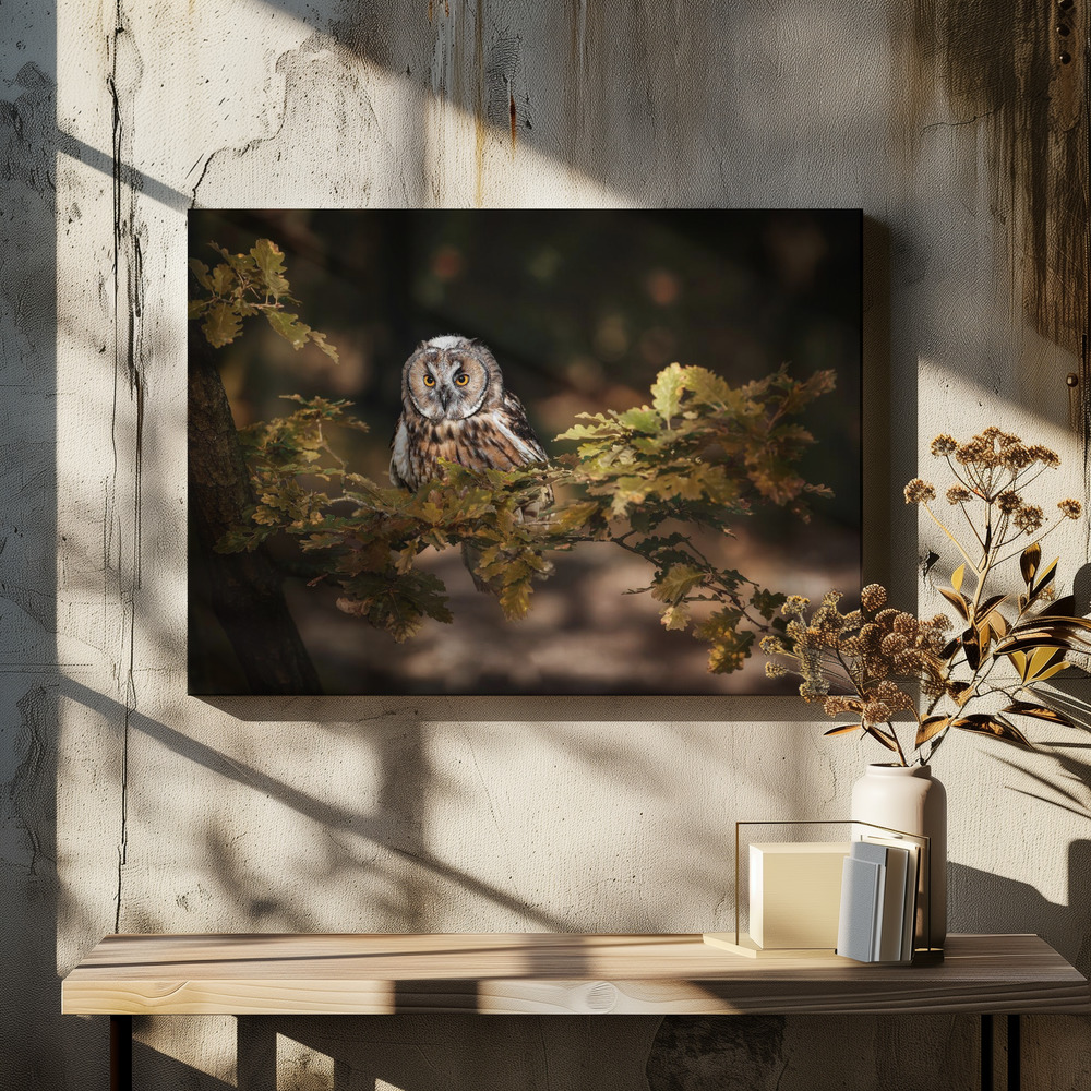 Canvas print - Long eared owl over dining table