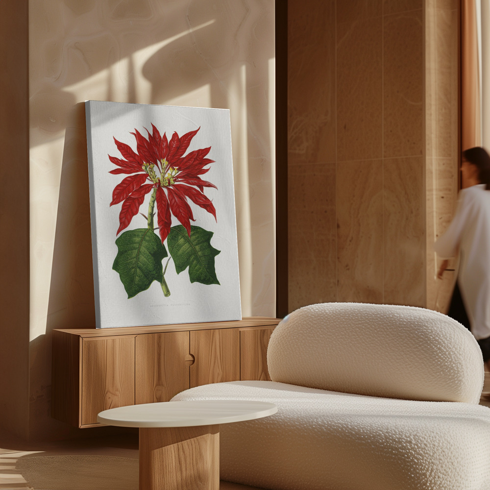 Leinwandbild - Poinsettia Pulcherrima Leaf Illustration über Schrank