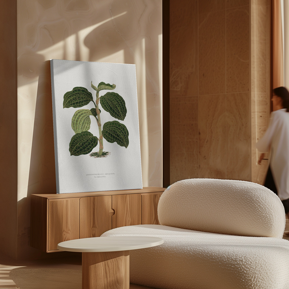 Toile - Green Anoechtochilus Setaceus Leaf Illustration au-dessus de l'armoire
