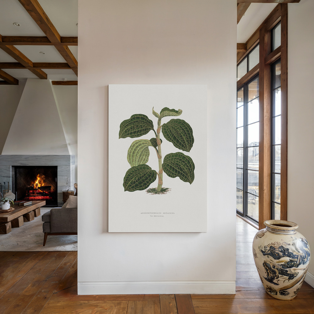 Toile - Green Anoechtochilus Setaceus Leaf Illustration au coin du feu