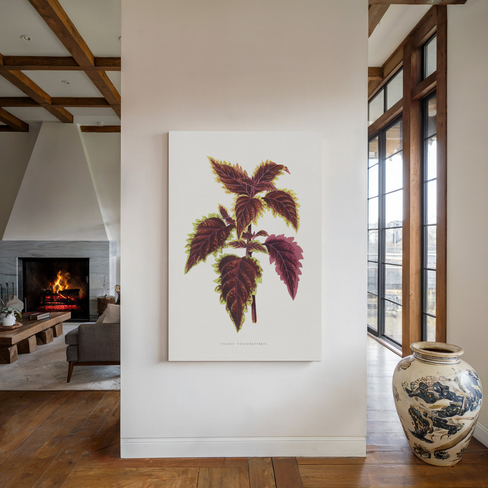 Lienzo - Pink Coleus Leaf Illustration junto a la chimenea