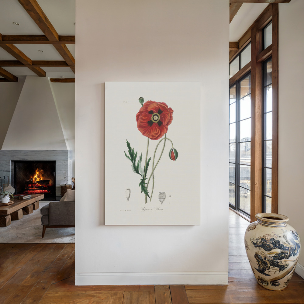 Canvas taulu - Common Poppy (papaver Rhoeas) Medical Botany takan ääressä
