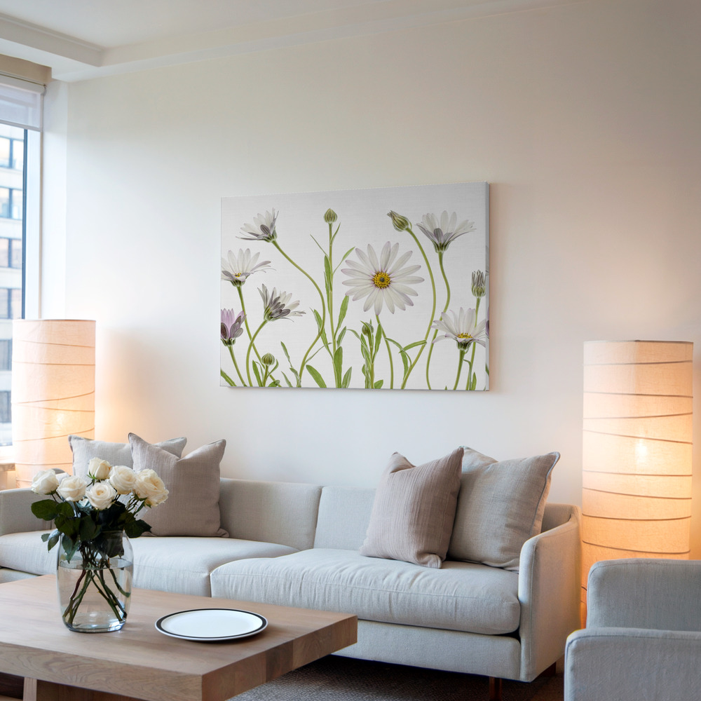 Canvas taulu - Cape Daisies olohuoneessa