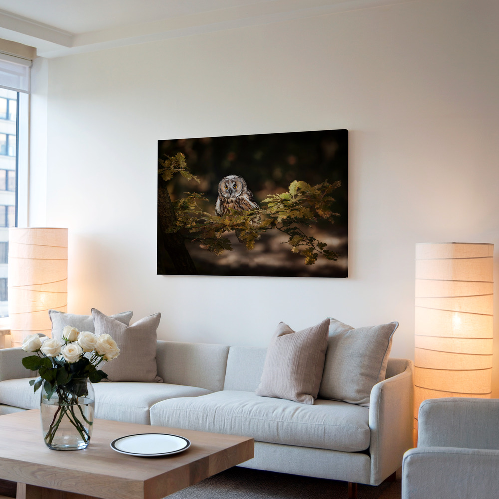 Canvas print - Long eared owl in living room